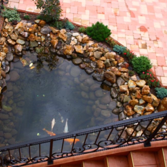 evenimente-la-fontana5